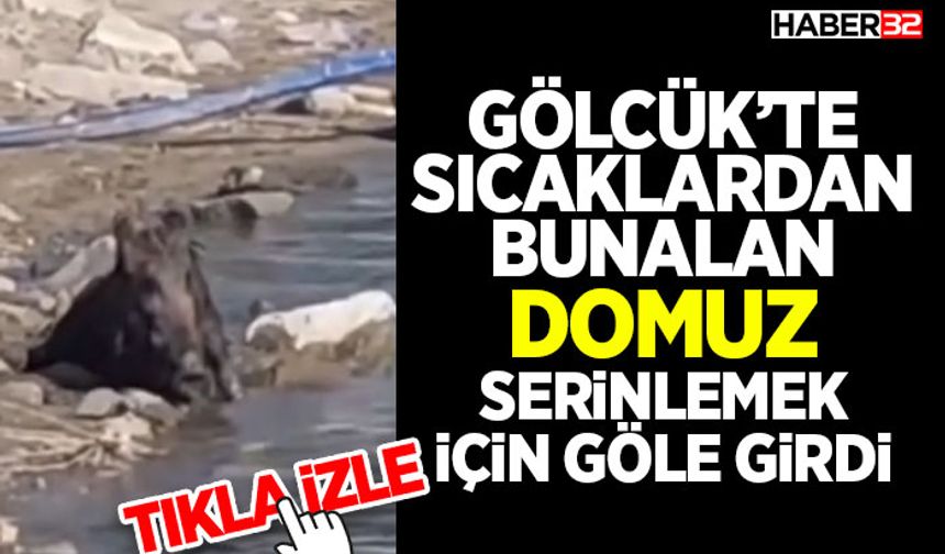 Gölcük’te Sıcaklardan Bunalan Domuz Serinlemek İçin Göle Girdi