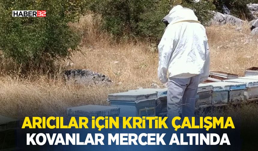 Arıcılar İçin Kritik Çalışma: Kovanlar Mercek Altında