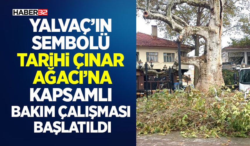Tarihi Çınar Ağacı’na Kapsamlı Bakım Çalışması Başlatıldı