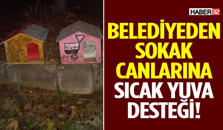 Belediyeden Sokak Canlarına Sıcak Yuva Desteği!