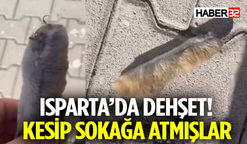 Isparta Vatan Mahallesi'nde Bunu Görenler Şoka Girdi!