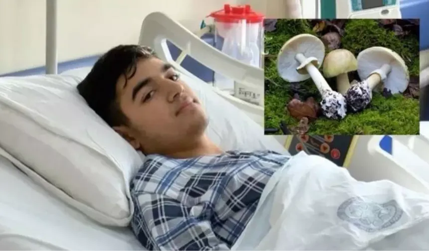 Köygöçüren mantarı nerede bulunur? Mantardan zehirlenen Batuhan Badak kimdir? Köygöçüren mantarı yenir mi, zehirli mi?