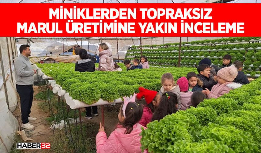 Miniklerden Topraksız Marul Üretimine Yakın İnceleme