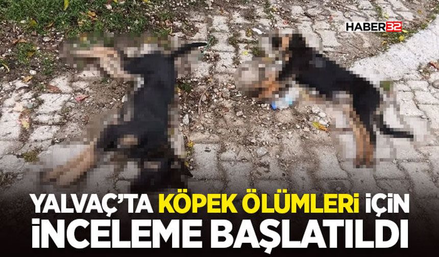 Yalvaç’ta Köpek Ölümleri İçin İnceleme Başlatıldı