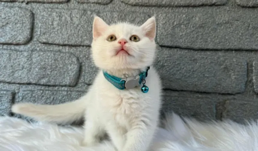 British Shorthair Irkının Kökeni