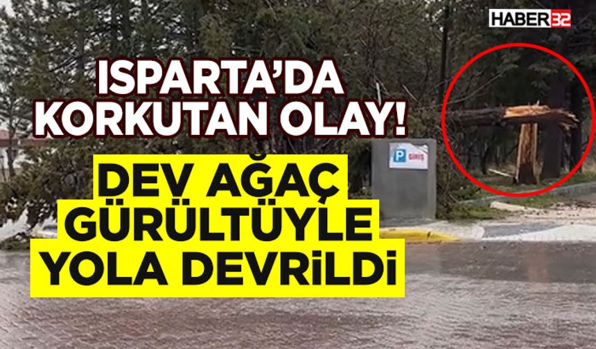 Isparta’da Korkutan Olay! Dev Ağaç Gürültüyle Yola Devrildi
