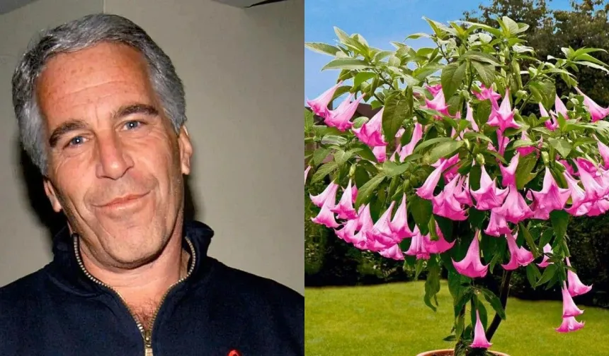 Epstein Borazan Çiçeği olayı ne, gerçek mi, doğru mu? Borazan Çiçeği nedir, etkileri neler?