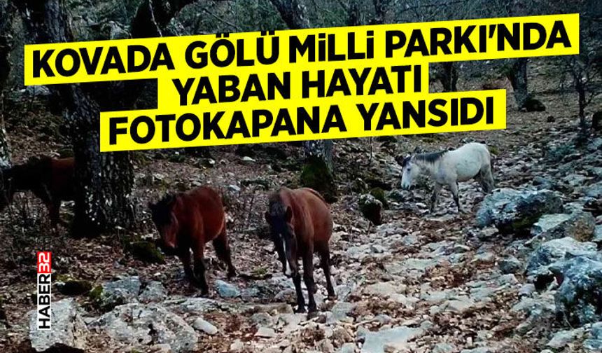 Kovada Gölü Milli Parkı'nda yaban hayatı fotokapana yansıdı