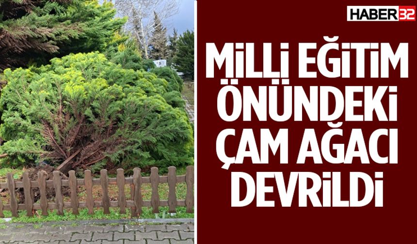 Milli Eğitim Önündeki Çam Ağacı Devrildi