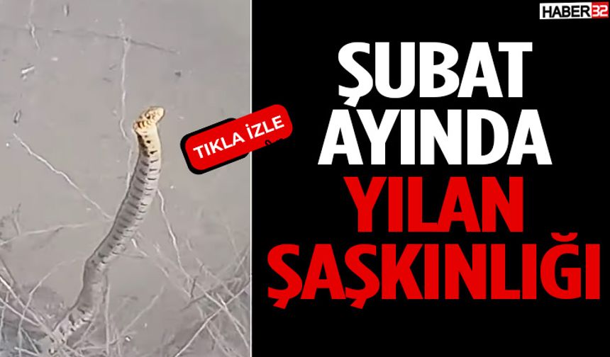 Şubat Ayında Yılan Şaşkınlığı