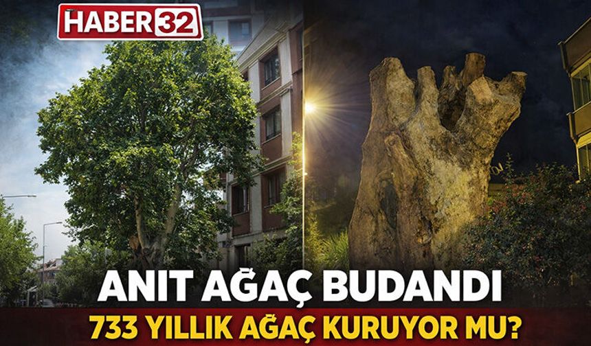 Anıt Ağaç Budandı! 733 Yıllık Ağaç Kuruyor Mu?