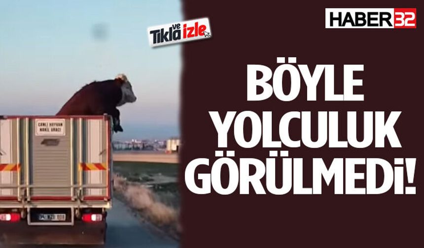 Kamyonetin Üzerindeki Dana İzleyenleri Hem Şaşırttı Hem Güldürdü