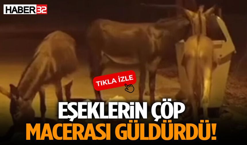 Eşeklerin Çöp Macerası Güldürdü!