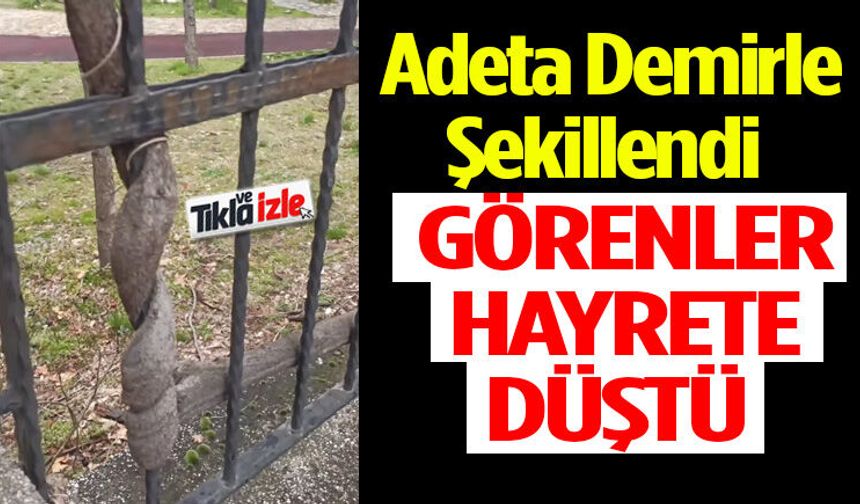 Isparta’da Doğanın İlginç Oyunu