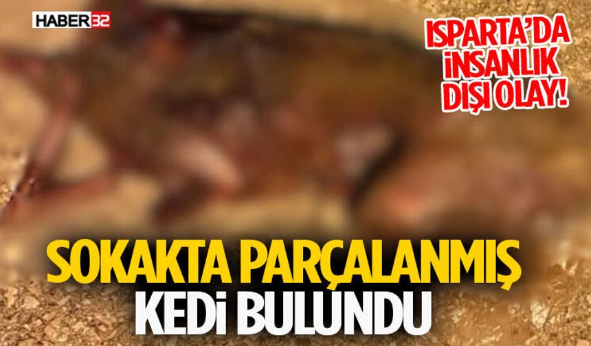 Isparta’da İnsanlık Dışı Olay! Sokakta Parçalanmış Kedi Bulundu