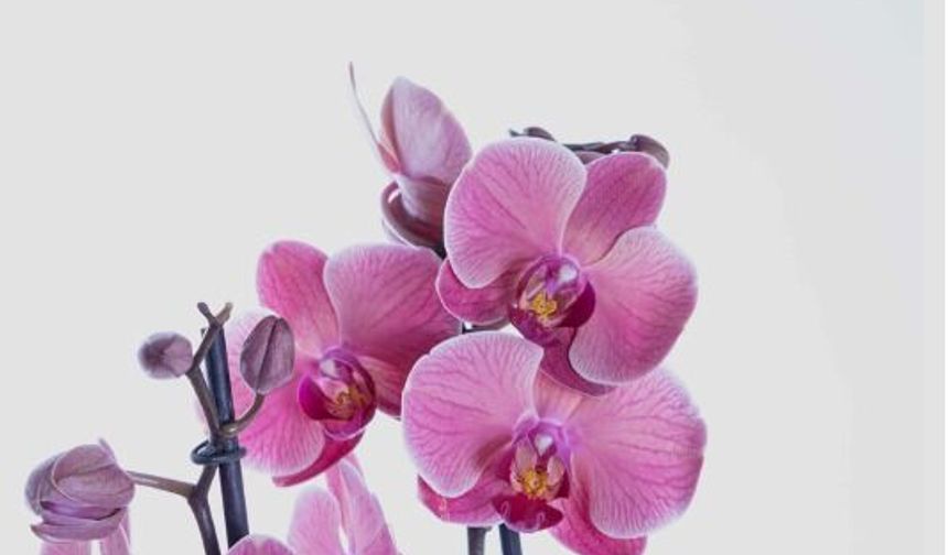 Orkide Fiyatları ve Değerini Etkileyen Unsurlar