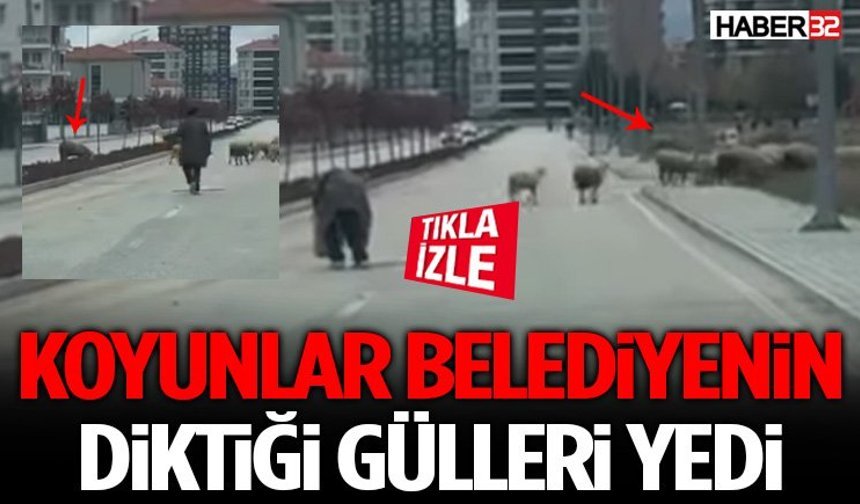 Koyunlar Belediyenin Diktiği Gülleri Yedi