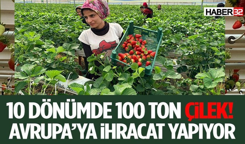 10 Dönümde 100 Ton Çilek! Avrupa’ya İhracat Yapıyor
