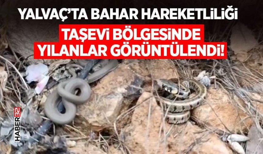 Taşevi Bölgesinde Yılanlar Görüntülendi!
