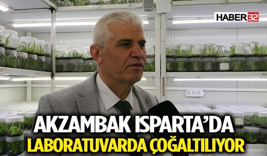 Doğadan Koparmak Yasak! Akzambak Isparta’da Laboratuvarda Çoğaltılıyor