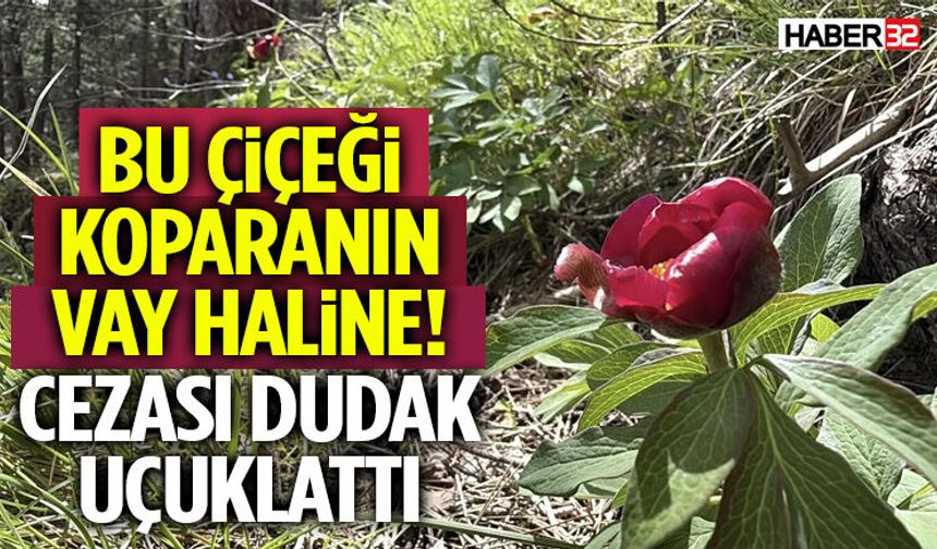 Bu Çiçeği Koparanın Vay Haline Cezası Dudak Uçuklattı!
