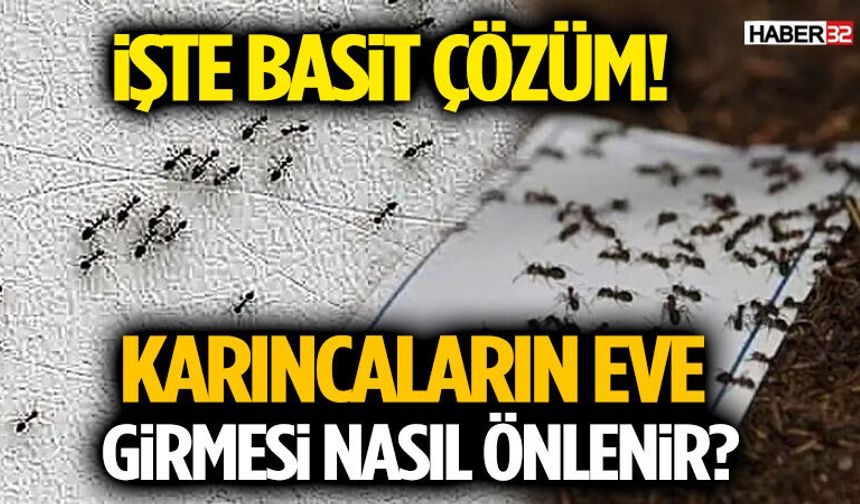 Karıncaların Eve Girmesi Nasıl Önlenir? İşte Basit Çözüm