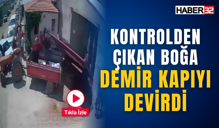 Kontrolden Çıkan Boğa Demir Kapıyı Devirdi