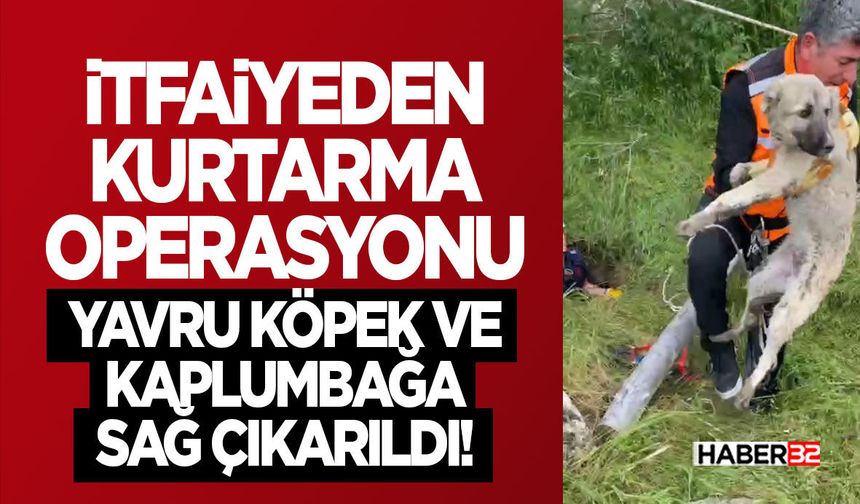 Yavru Köpek ve Kaplumbağa Sağ Çıkarıldı!