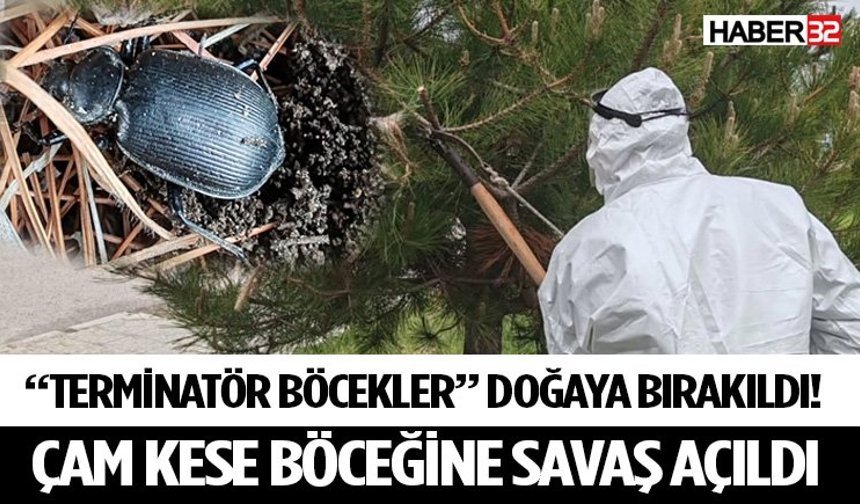 “Terminatör Böcekler” Doğaya Bırakıldı! Çam Kese Böceğine Savaş Açıldı
