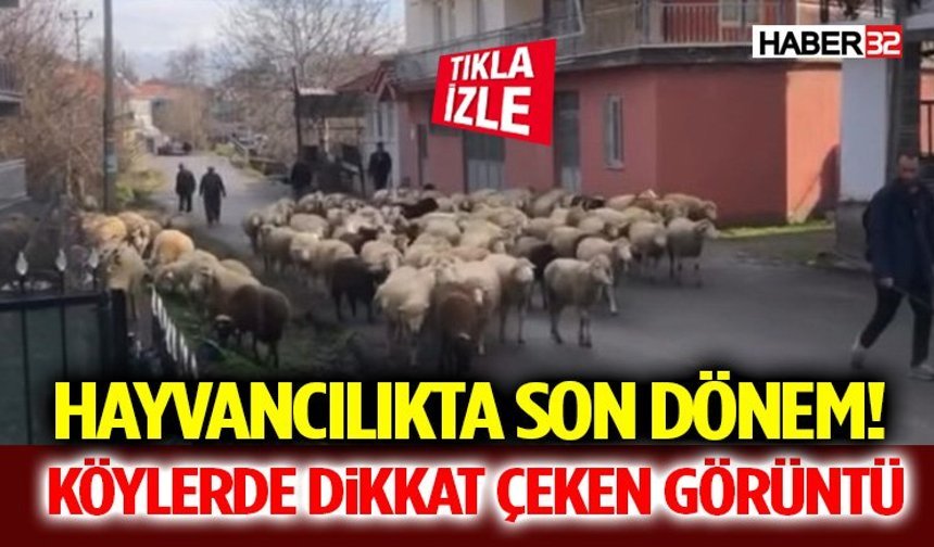 Hayvancılıkta Son Dönem! Köylerde Dikkat Çeken Görüntü
