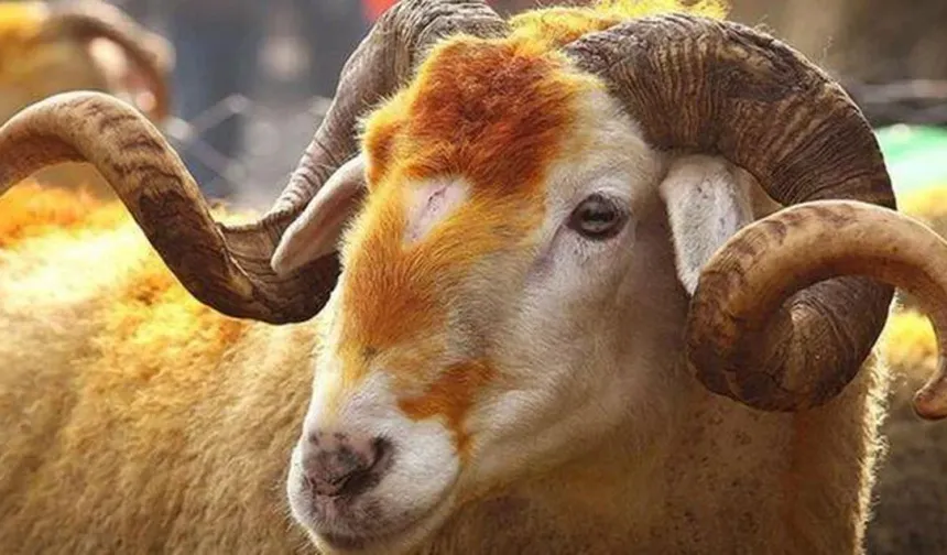 Kurban keserken nasıl niyet edilir? Kurban keserken hangi dua okunur?