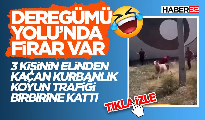 Kaçan Kurbanlık Koyun Trafiği Birbirine Kattı