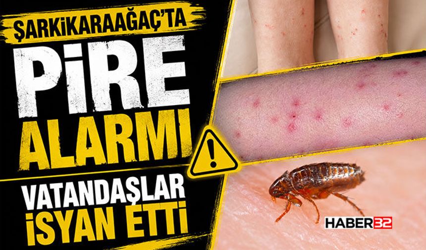 Şarkikaraağaç’ta Pire Alarmı - Vatandaşlar İsyan Etti