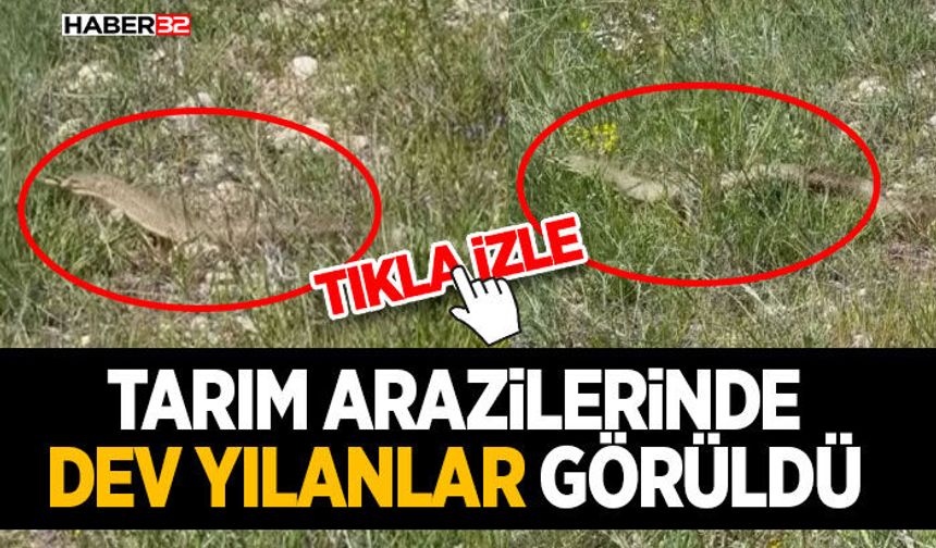 Tarım Arazilerinde Dev Yılanlar Görüldü