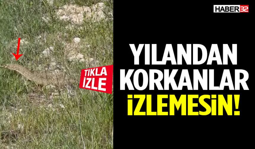 Yılandan Korkanlar İzlemesin!