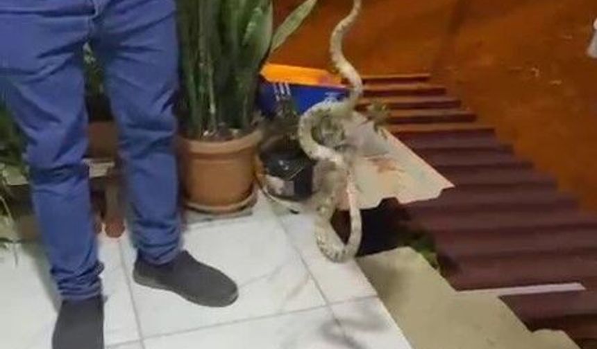 Evine giren yılanı 'Evime gelme bak, kafanı ezerim' diyerek doğaya bıraktı