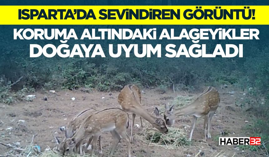 Koruma Altındaki Alageyikler Doğaya Uyum Sağladı