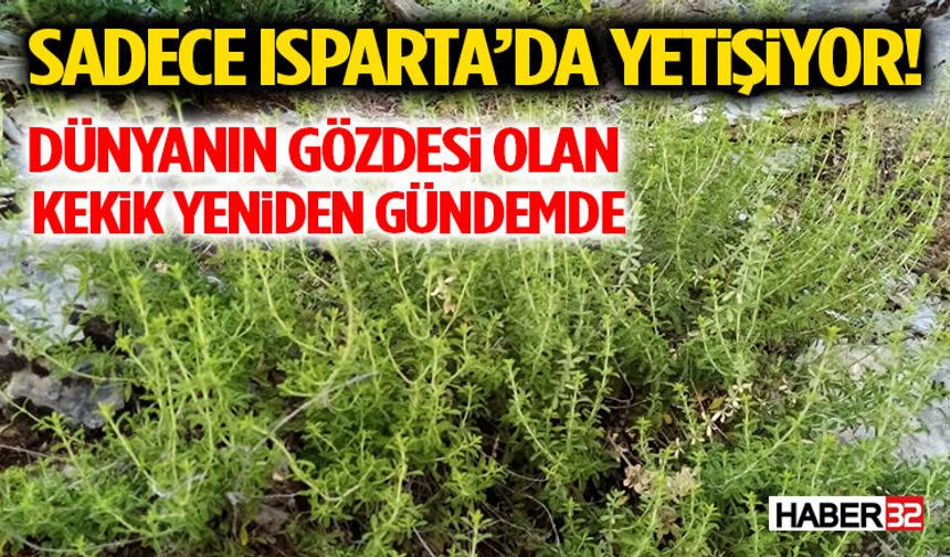 Sadece Isparta’da Yetişiyor! Dünyanın Gözdesi Olan Kekik Yeniden Gündemde