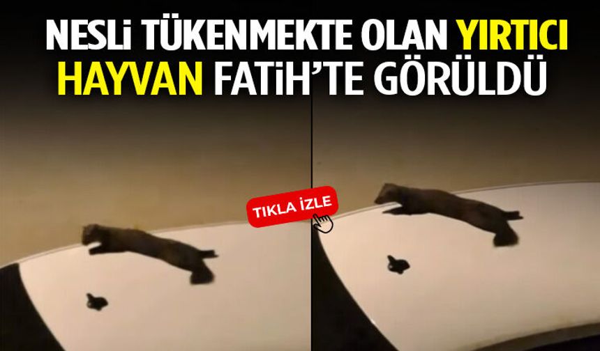 Nesli Tükenmekte Olan Yırtıcı Hayvan Fatih’te Görüldü