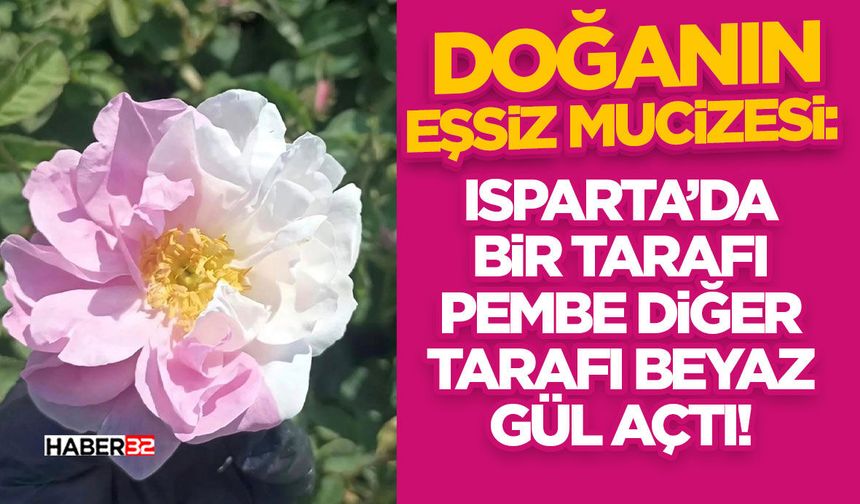 Isparta’da Bir Tarafı Pembe Diğer Tarafı Beyaz Gül Açtı!
