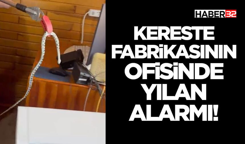 Kereste Fabrikasının Ofisinde Yılan Alarmı!