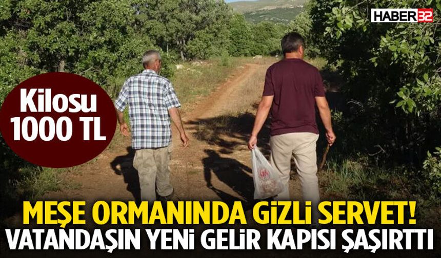 Meşe Ormanında Gizli Servet! Vatandaşın Yeni Gelir Kapısı Şaşırttı