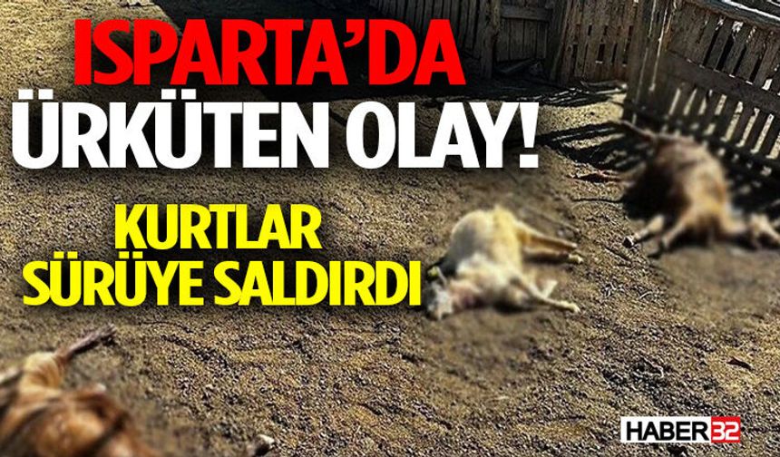 Isparta’da Ürküten Olay! Kurtlar Sürüye Saldırdı