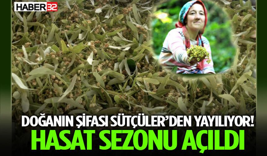 Doğanın Şifası Sütçüler’den Yayılıyor! Hasat Sezonu Açıldı
