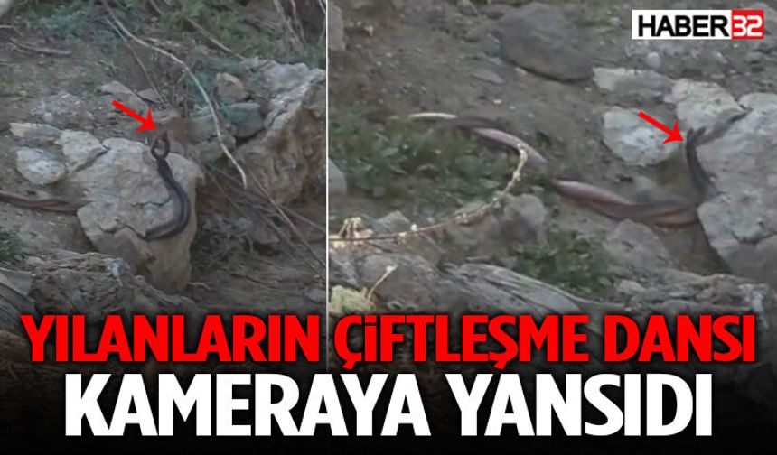 Yılanların Çiftleşme Dansı Kameraya Yansıdı