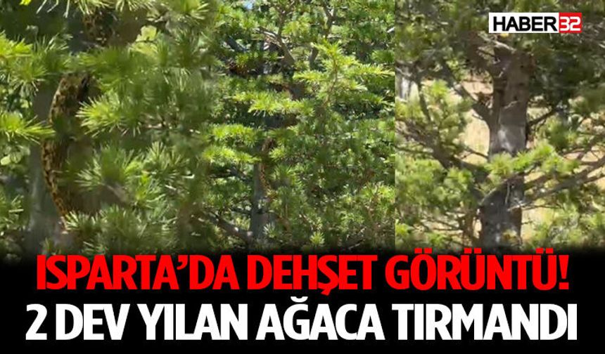 Isparta’da Dehşet Görüntü! 2 Dev Yılan Ağaca Tırmandı