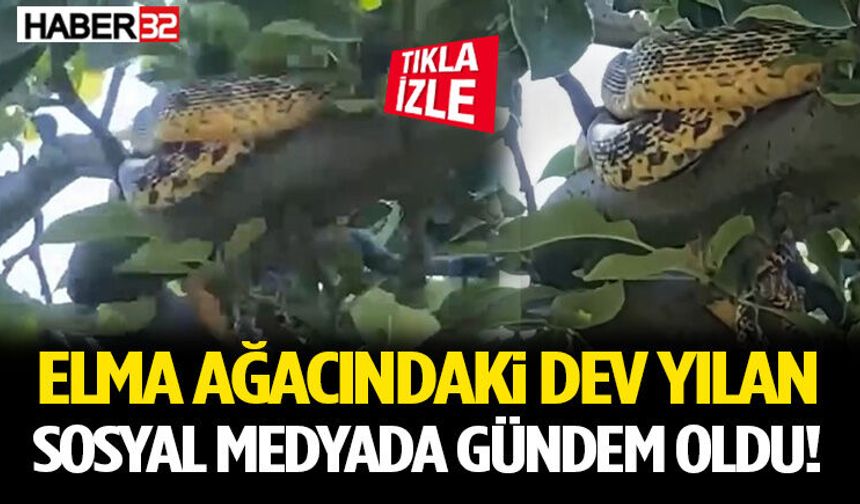 Sosyal Medyada Gündem Oldu! Elma Ağacındaki Dev Yılan