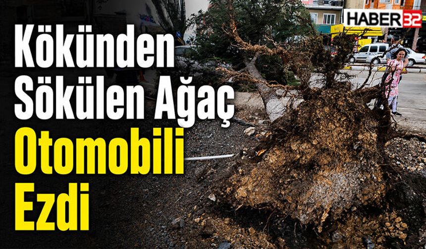 Kökünden Sökülen Ağaç Otomobili Ezdi