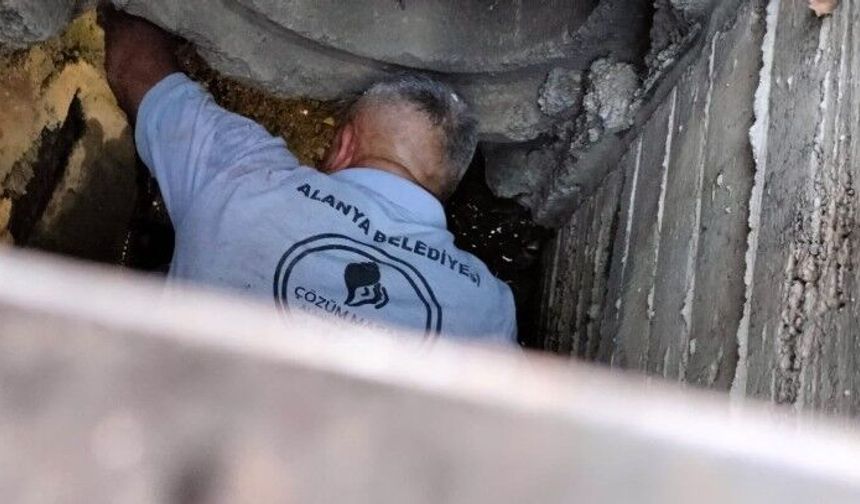 Kanalizasyona düşen kedi belediye ekiplerince kurtarıldı