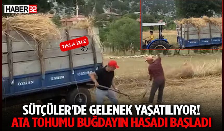Sütçüler'de Gelenek Yaşatılıyor! Ata Tohumu Buğdayın Hasadı Başladı